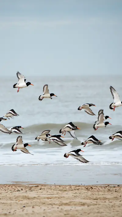 Cure animals-01 - Screenshot 1