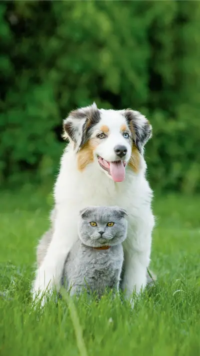 Dog43 - Screenshot 1