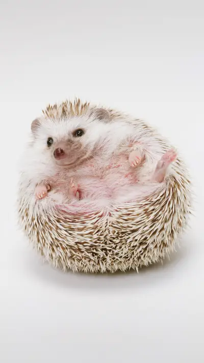 How to make hedgehogs put down their guard and get