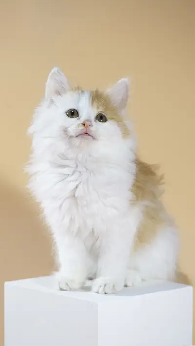 A Cute Cat Indoors - Screenshot 1