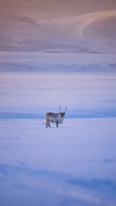 Reindeer in Snow