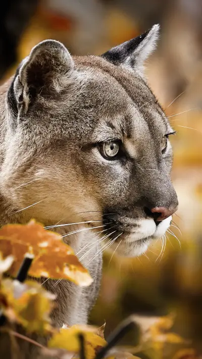 Beautiful Puma in Autumn Forest