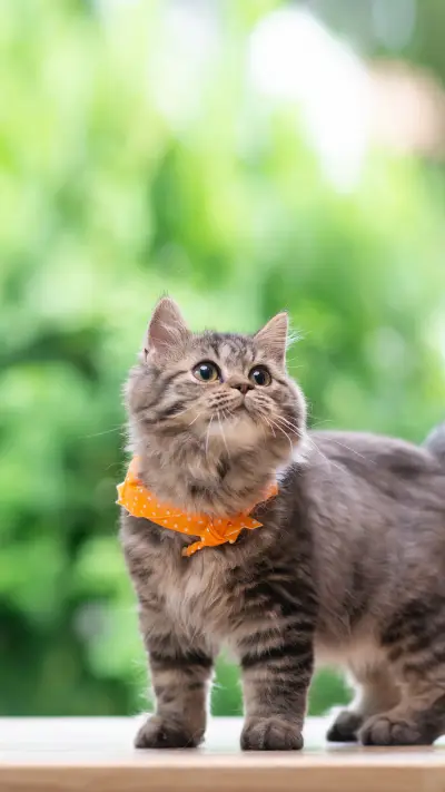 A Cute Persian Kitten Standing And Looking Up