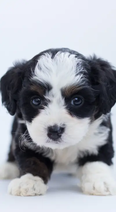 Cute Animals (10) - Screenshot 1