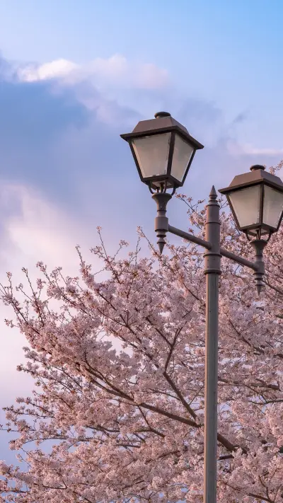 Cherry blossoms in splendor - Screenshot 1