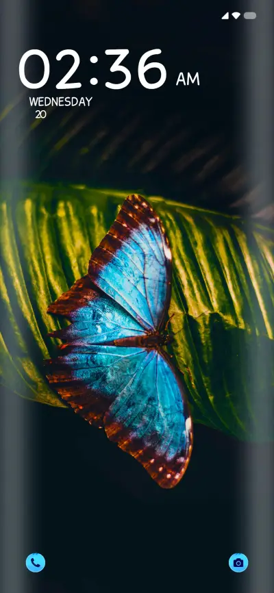 Butterfly