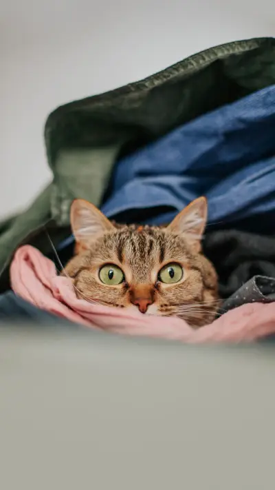 A brown cat lies in a pile of clean colorful laundry