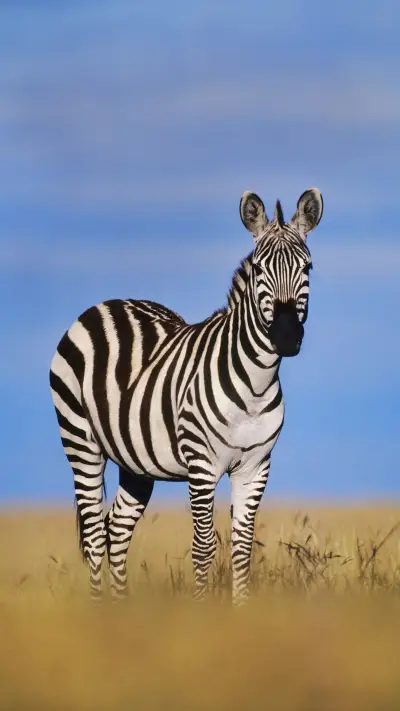 Zebra why become a m
