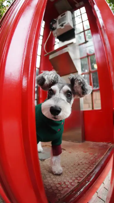 How old is your dog - Screenshot 1