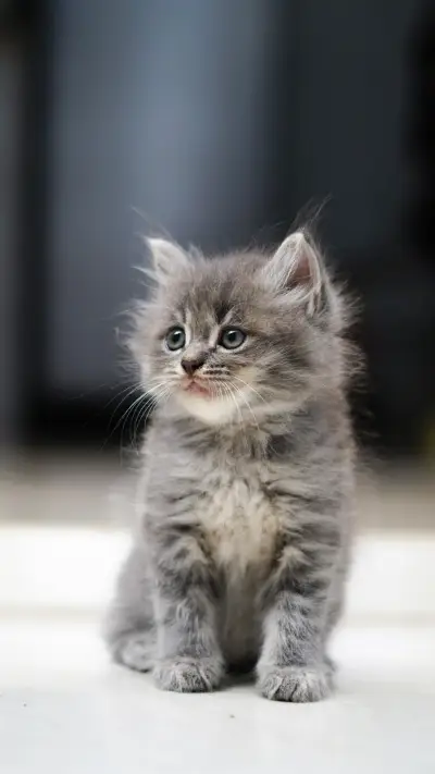 A cute kitten is playing alone