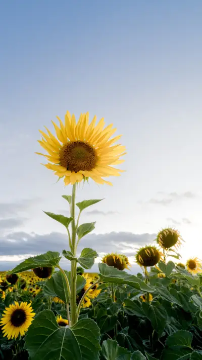 Sunflowers bloom in the sunlight