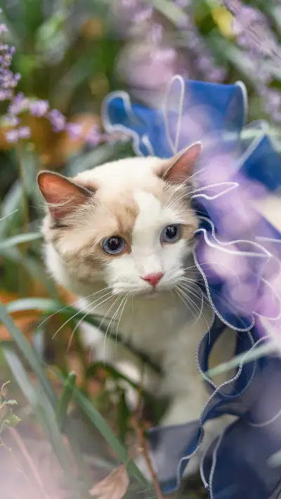 How long does a cat have a memory