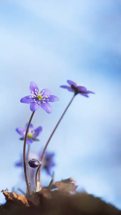 The sound of flowers