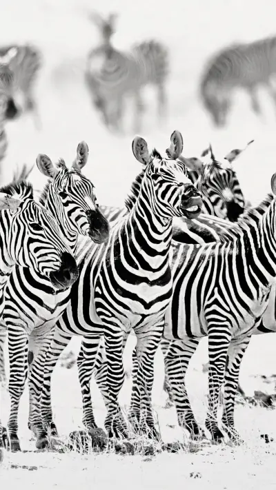 Chawodon National Park black-and-white zebras all