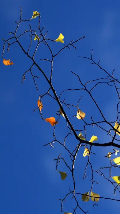 An Invigorating Autumn Climate