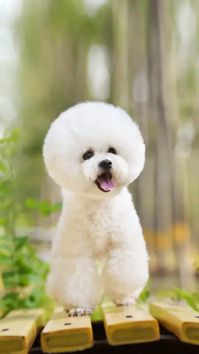 What to pay attention to when vaccinating dogs 6