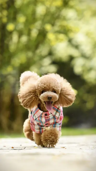 Dogs also attend training classes