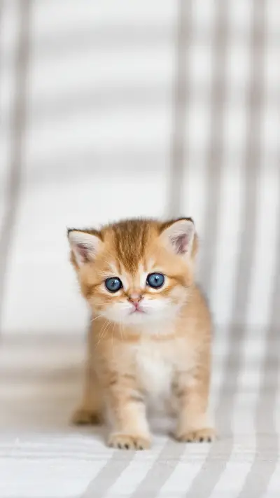 British kittens golden chinchilla on a white background