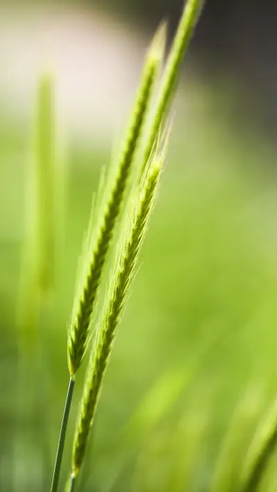 Wheat