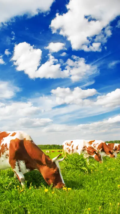 Green grass and blue sky