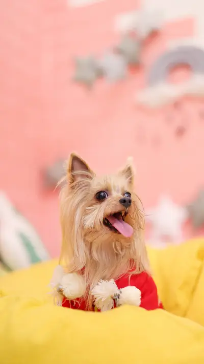 Summer keeps dogs away from insects and insects