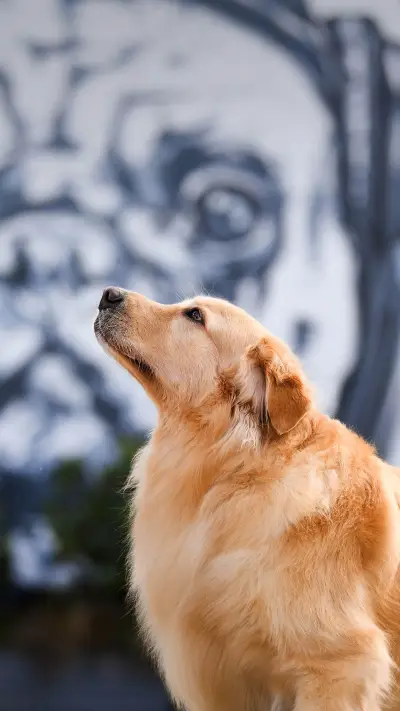 Excellent domestic companion dog 67