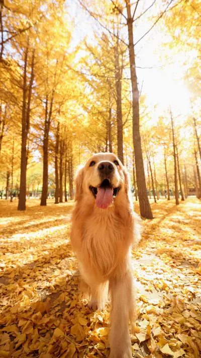 Dogs also need to prepare for winter - Screenshot 1