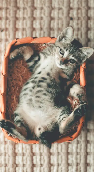 Cute Animals (32)