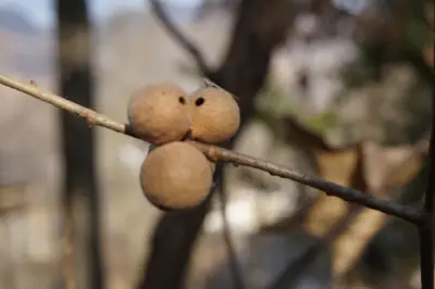 浓浓秋意 - Screenshot 1