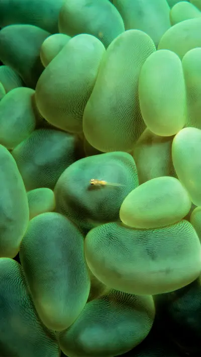 Coral goby on bubble coral