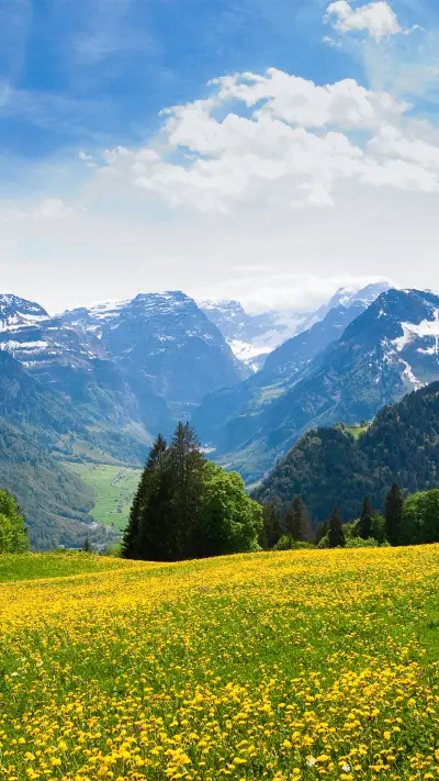 Landscape vegetation