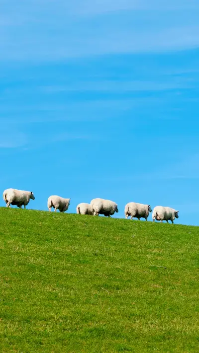 Sheep - Screenshot 1