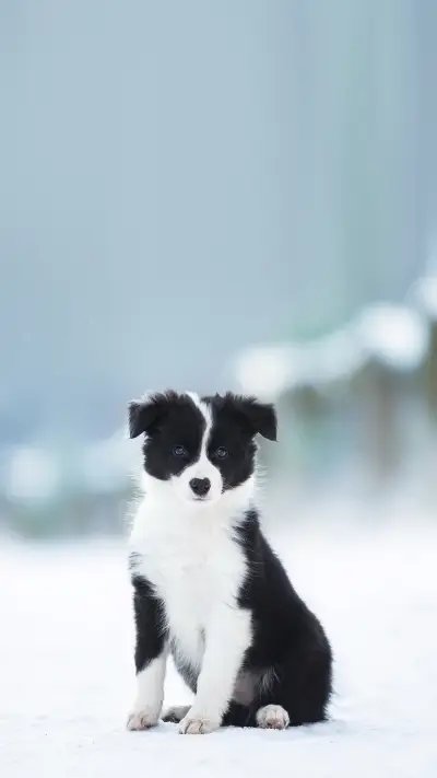 Alaskan Malamute Dog sitting on the snow path