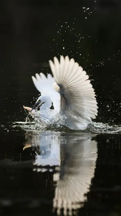 Gorgeous and specialized bird egret