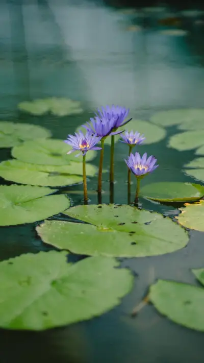 photo-1485674666433-6b95546099f3