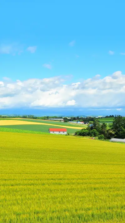Barn and Wheat Farm in Countryside