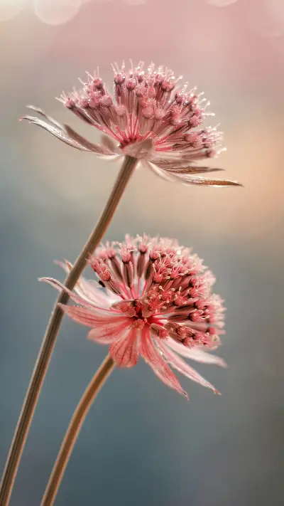 Macro flowers