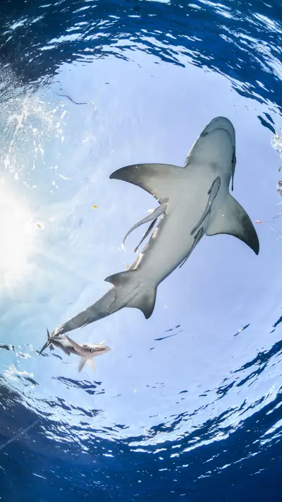 Seven false rumors about sharks - Screenshot 1