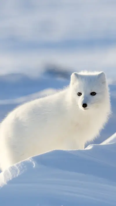 india-fox
