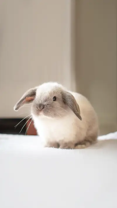 A pet Mini Lop baby rabbit in a home environment