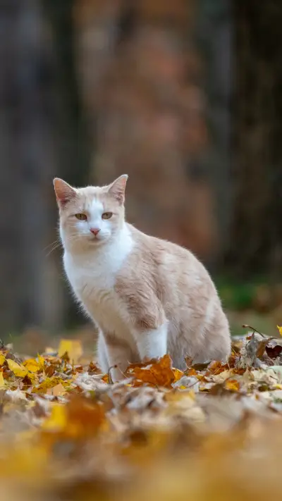Orange and White Cat, Resting in Autumn Foliage