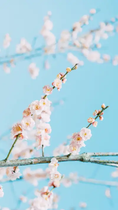 Peach Blossom6 - Screenshot 1