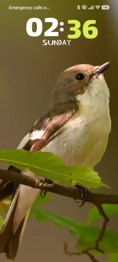 Tiny Bird - Screenshot 1