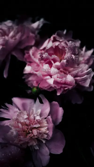 Premium (8) - Screenshot 1