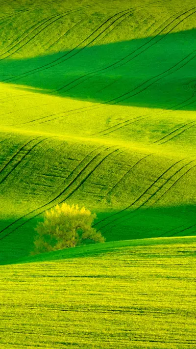 Green and yellow wavy hills in South Moravia