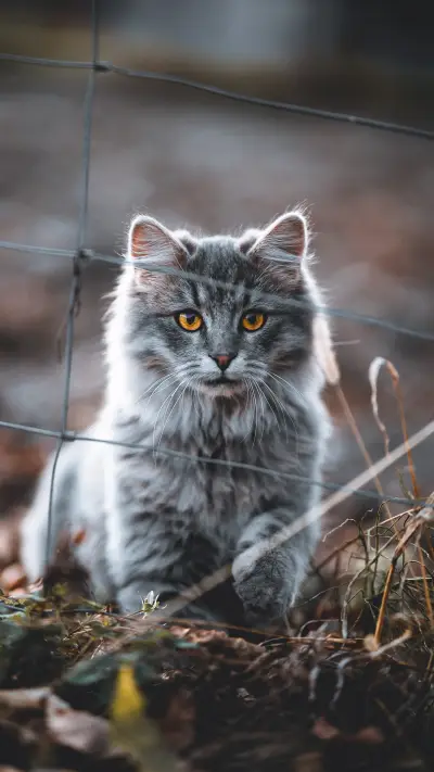 What will happen if stray cats are abandoned again