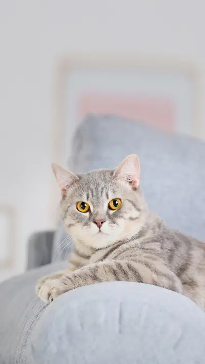 Beautiful Cat Lying on Grey Sofa