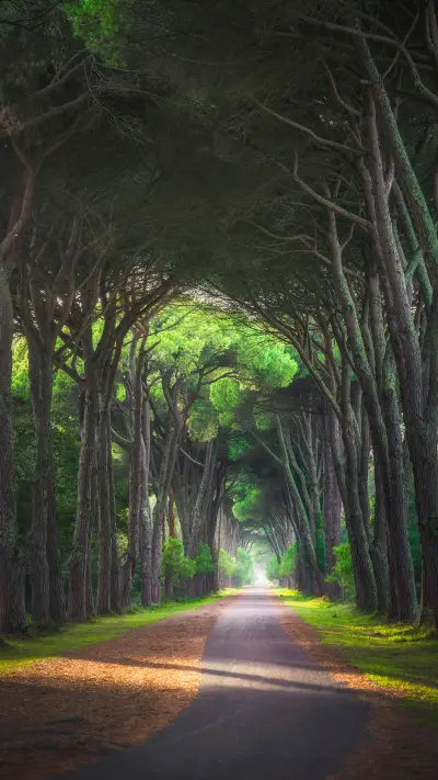 San Rossore and Migliariino Park, Footpath in Pine Tree