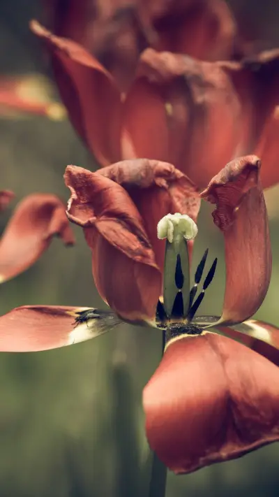 international_plant (2)