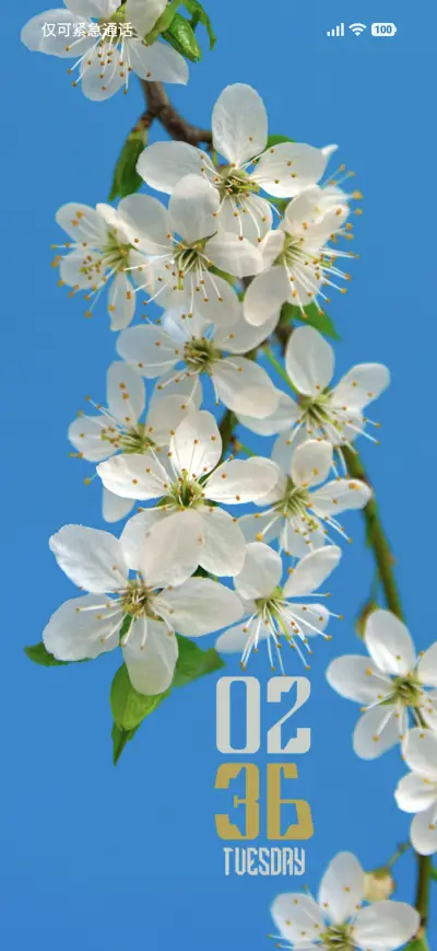 Cherry Blossoms - Screenshot 1